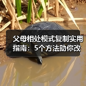 父母相处模式复制实用指南：5个方法助你改善家庭关系